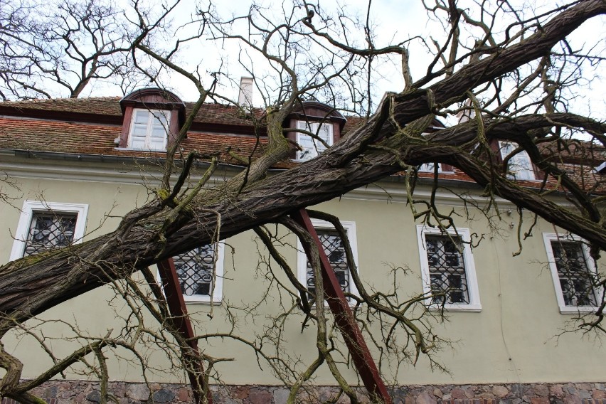 Drzewo przechyliło się na dach budynku muzeum [ZDJĘCIA]