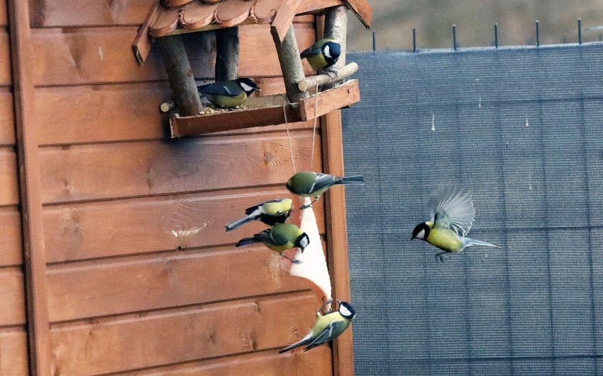 Dokarmianie ptaków można zorganizować w bardzo prosty...