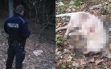 Bestialstwo w Ptaszkowej. Bezbronny pies został zastrzelony z premedytacją w lesie. Szukali go kilkanaście dni. Drastyczne zdjęcia