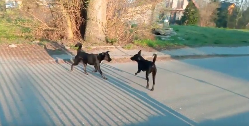 Wataha psów rządzi na ulicy Równej w Tarnowie. Mieszkańcy się boją i proszą o pomoc. Właściciele: zwierzęta nie są groźne