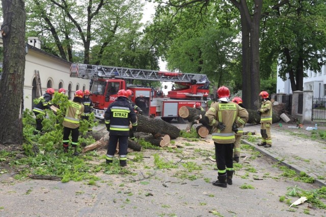 Strażaków wezwano przed godziną 13. Drzewo runęło na chodnik - uszkodziło samochód osobowy i ogrodzenie pałacu Herbsta. 

- Cud, że nikt nie zginął - mówi mieszkaniec osiedla, który przechodził chodnikiem chwilę wcześniej. - Za mną szła matka z dzieckiem w wózku. Gdybyśmy szli chwilę później, mogłoby nas już nie być.

Zobacz ZDJĘCIA, czytaj na kolejnym slajdzie 



