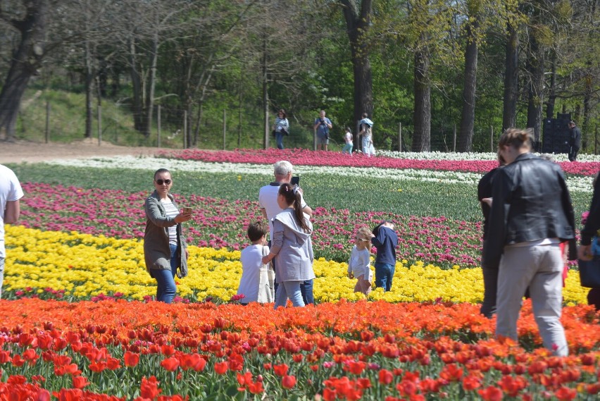 Drugi dzień Międzynarodowych Targów Tulipanów na zdjęciach z...