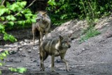 Nowy Tomyśl. Dwa wilki zaatakowały psa w Kozich Laskach