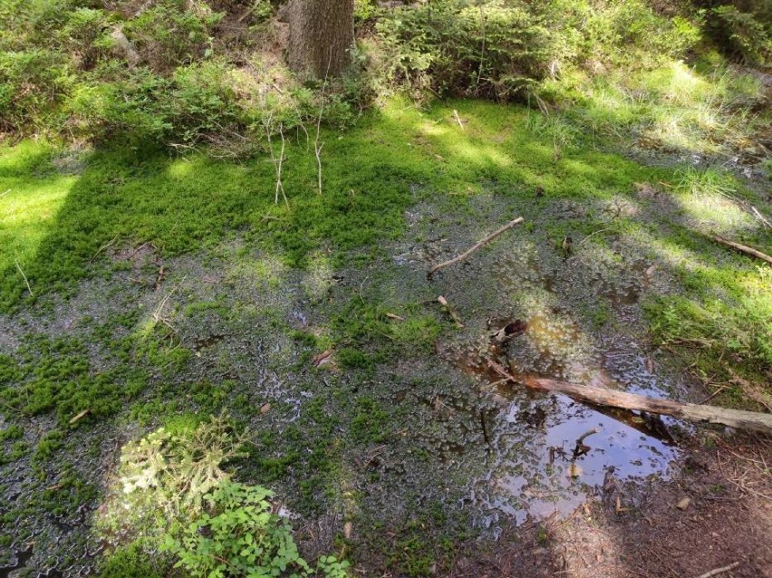 Torfowisko, którego wiek szacuje się nawet na 7600 lat,...