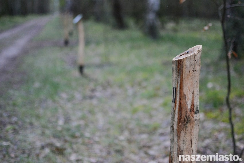 Wandale zniszczyli część pamiątkowych tabliczek z akcji sadzenia lasu [wideo, zdjęcia]