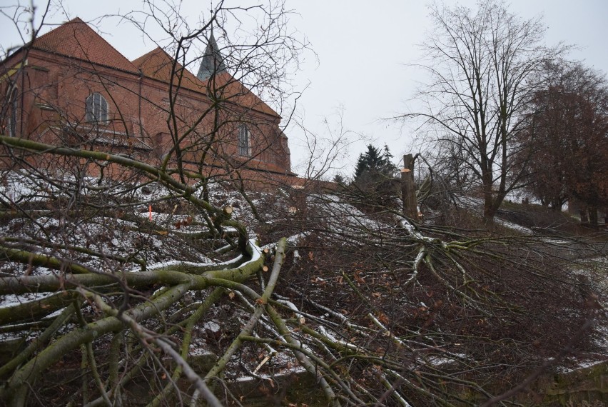 Malbork. Wycinka drzew na bulwarze. Mieszkańcy martwią się, że szlak spacerowy zamieni się w betonową pustynię