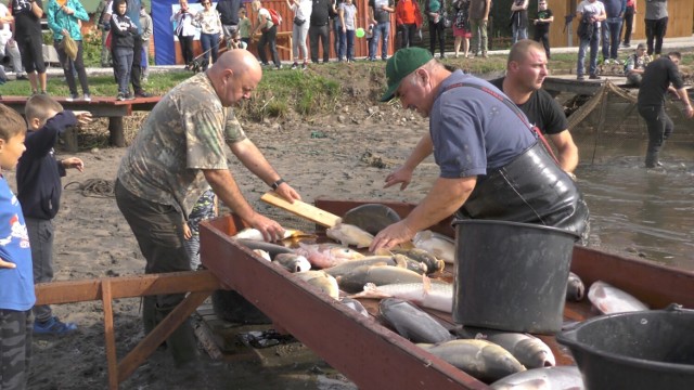 Odłowy na Ostoi koło Milicza to widowisko tradycyjnych odłowów ryb na stawach rybackich, które chętnie oglądają mieszkańcy regionu wrocławskiego