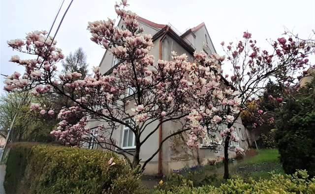 Spacer Szlakiem Cieszyńskich Magnolii już jutro w niedzielę 24 kwietnia. Zobacz jakie są piękne