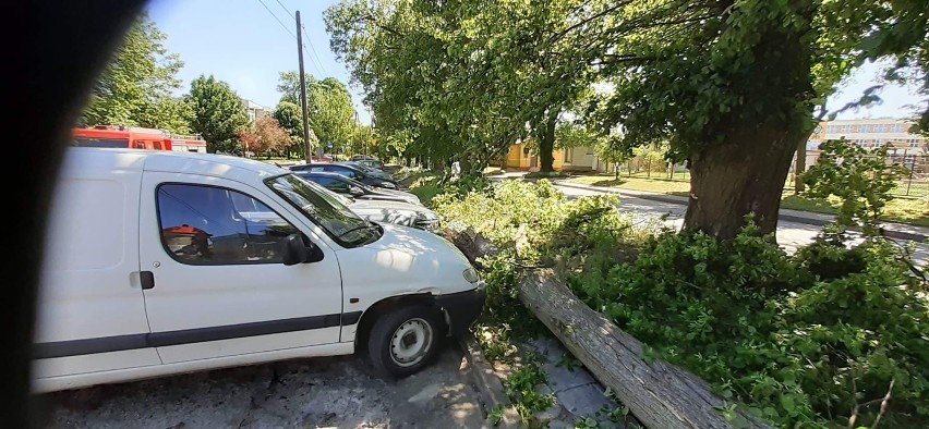 Spadł konar drzewa i uszkodził trzy samochody w Lubrańcu [zdjęcia]