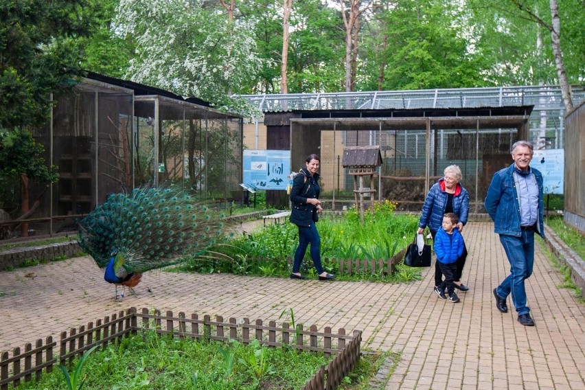 Bydgoskie zoo w Myślęcinku już otworzyło się na...