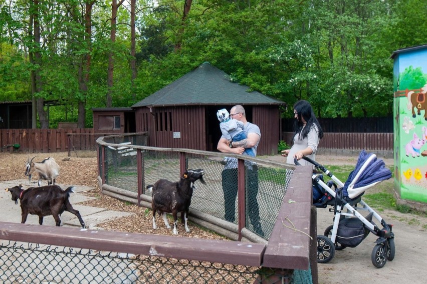 Bydgoskie zoo w Myślęcinku już otworzyło się na...