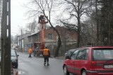 Kolejna wycinka drzew w Tomaszowie. Tym razem zniknie 150 miejskich drzew