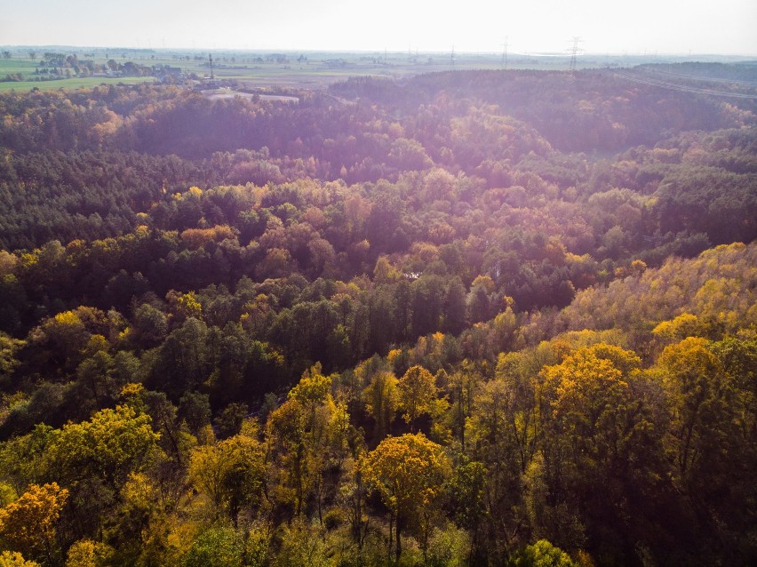 Jesienne krajobrazy w okolicy Grudziądza [wideo z drona, zdjęcia]