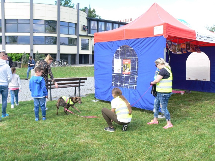 Udany piknik "Przytulaki polecają się do adopcji!" na Bulwarze imienia Marszałka Piłsudskiego w Sandomierzu