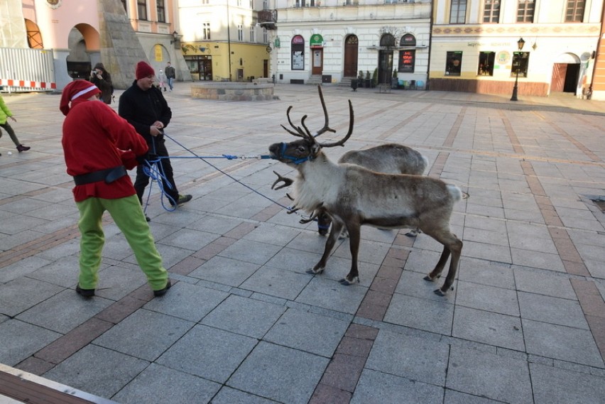  Święty Mikołaj i renifery na Rynku w Tarnowie [ZDJĘCIA]