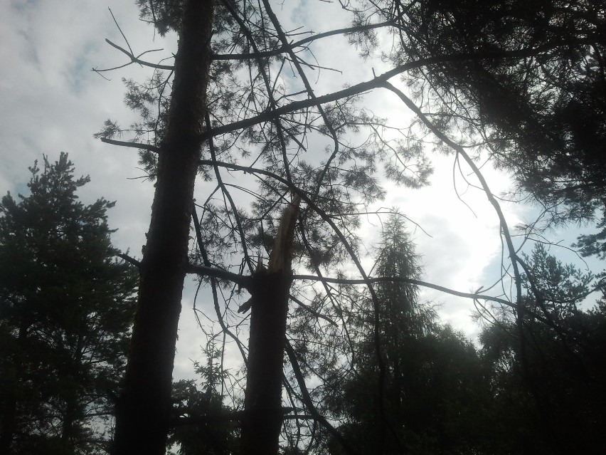 Nawałnica w Małopolsce zachodniej. Połamane drzewa, zerwane dachy, ludzie bez prądu