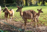 Śląski Ogród Zoologiczny w czasie epidemii. Zamknięto zoo dla odwiedzających. Pracownicy zoo cały czas dbają o zwierzęta