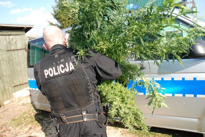 Człuchów. Plantacja marihuany we wsi pod Człuchowem - policja zatrzymała "plantatora"