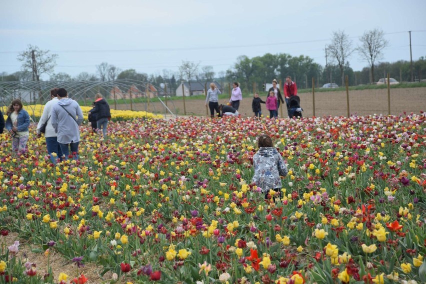 Międzynarodowe Targi Tulipanów - piknik w Chrzypsku Wielkim