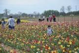 Międzynarodowe Targi Tulipanów - piknik w Chrzypsku Wielkim
