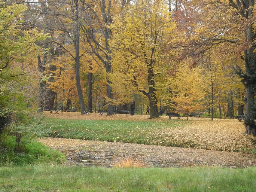Park w Pszczynie jesienią jest złoty