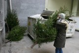 Po świętach bożonarodzeniowe drzewka lądują na śmietniku