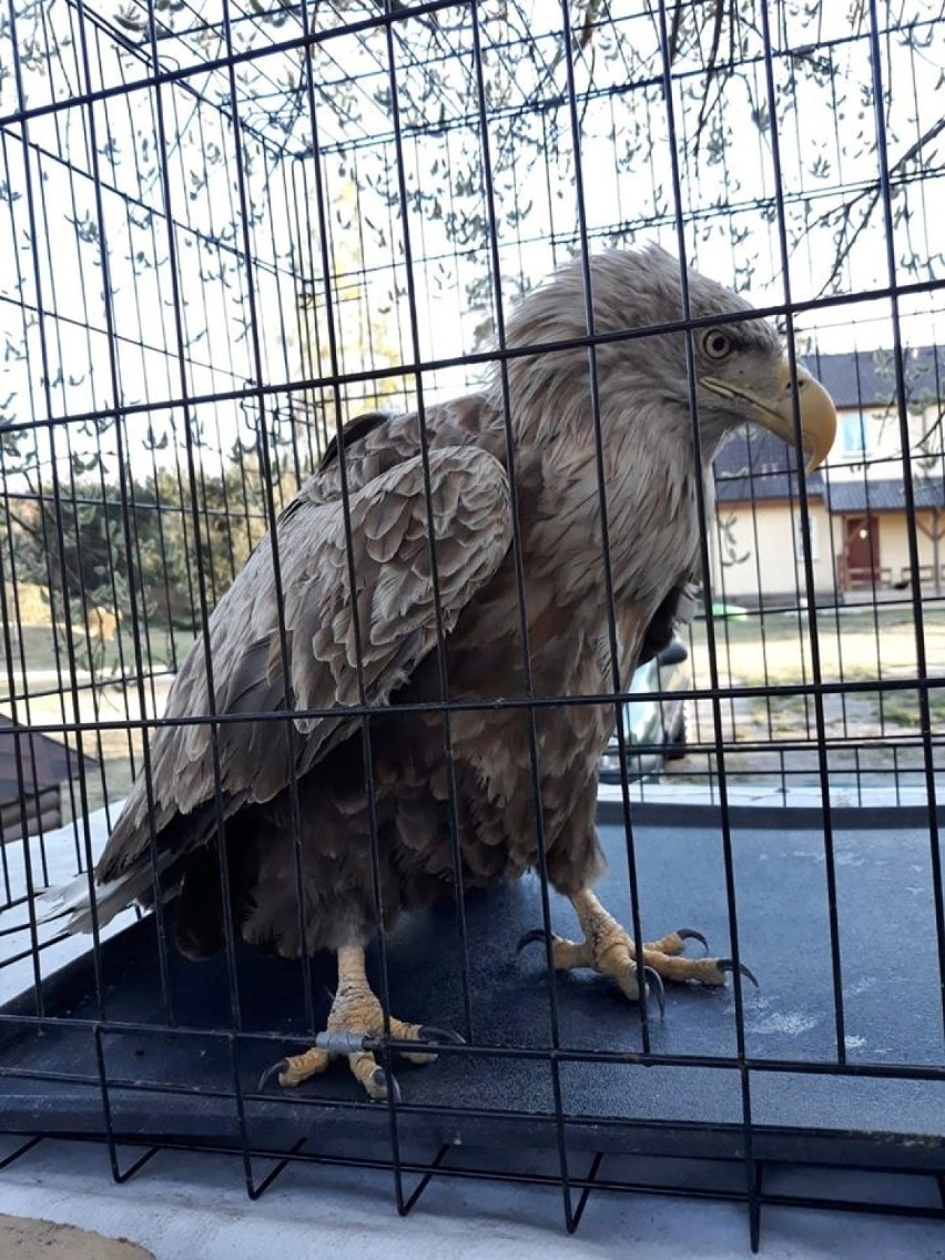 Człuchów. Prezes Towarzystwa Opieki nad Zwierzętami pomaga poszkodowanemu drapieżnikowi