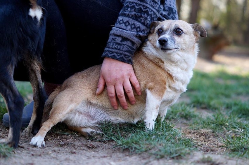 Psy do adopcji czekają w Stowarzyszeniu Pomagajmy Zwierzętom w Opocznie [GALERIA ZDJĘĆ]