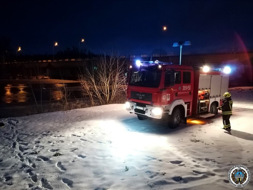 Nietypowa interwencja strażaków. Ruszyli z pomocą łabędziowi na rzece [zdjęcia]