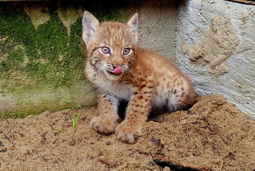 Ten ryś urodził się w ZOO we Wrocławiu. Jest szansa, że jego...