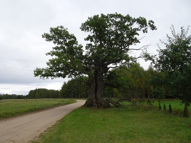 Dąb Dunin jest polskim kandydatem w konkursie na Europejskie Drzewo Roku 2022. Ma 400 lat, dawniej nazywany był Strażnikiem Puszczy, bo stoi na skraju Puszczy Białowieskiej. Zdjęcie na licencji CC BY-SA 4.0