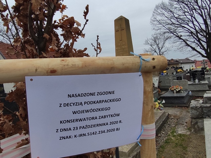Mieszkaniec Jasła oburzony nasadzeniem drzew na Starym Cmentarzu [ZDJĘCIA]
