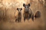 Zdjęcia opolskich fotografów zachwycają. Jak wygląda życie w naszych lasach?