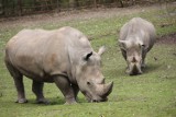 Zoo Poznań: Nie żyje nosorożec Kiwu! Na razie nie wiadomo, co było przyczyną śmierci potężnego zwierzęcia