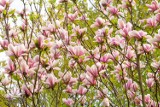 W rogowskim arboretum zakwitły magnolie. Rośliny zachwycają urodą!