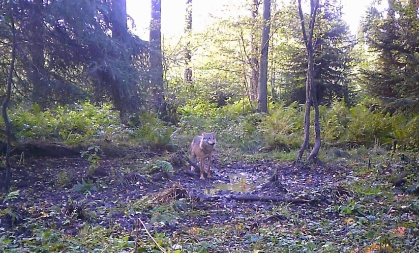 Wilki uchwycone przez fotopułapkę w lasach ok. 5 km od...