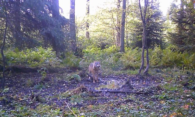 Wilki uchwycone przez fotopułapkę w lasach ok. 5 km od Darłowa.