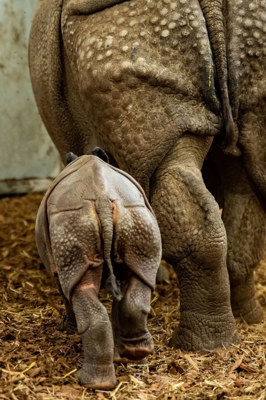 Nosorożec indyjski urodził się we Wrocławiu. Pierwszy raz w historii naszego zoo (ZDJĘCIA)