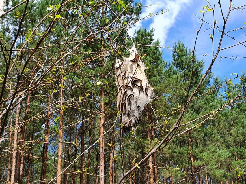 Groźna gąsienica w naszych lasach. Może być toksyczna dla drzew i ludzi 