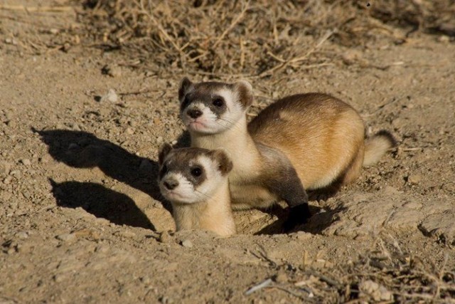 Tch&oacute;rz czarnołapy (Mustela nigripes)