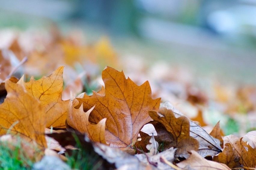 Tak prezentują się parki zielonogórskie jesienią: park...