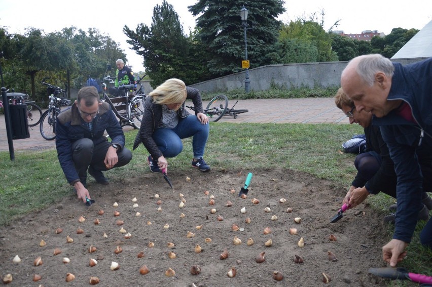 Posadzili kilkaset cebulek tulipanów przy Pomniku Dzieci Głogowskich [ZDJĘCIA]