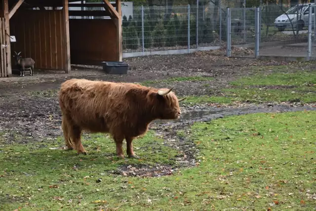 Śremskie ZOO - ciekawa atrakcja turystyczna. Warto je odwiedzić!