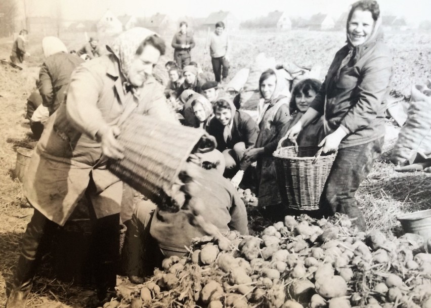 Kobiety przy pracy, rok 1970. PGR Kopiec w ówczesnym...