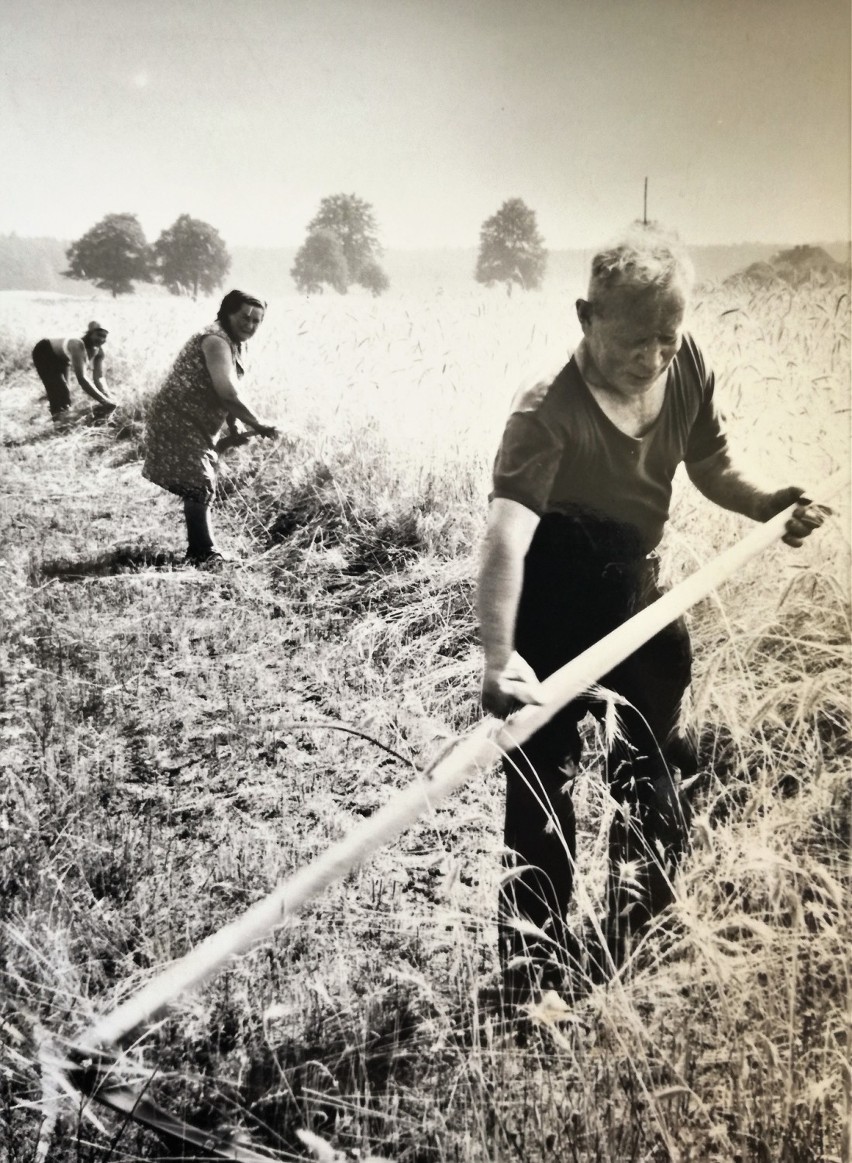 Żniwa w 1973 roku. Przy pracy pan Stanisław z Grotowic w...