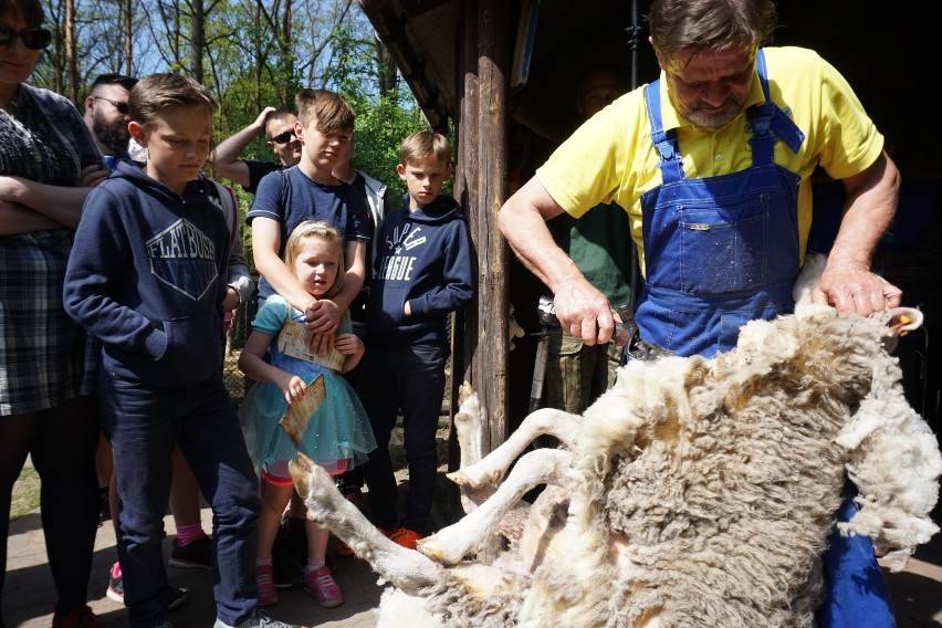 Strzyżenie owiec w zoo w Myślęcinku to już tradycja! [zdjęcia, wideo]