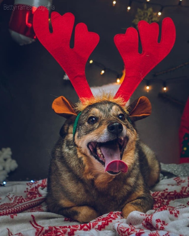 Chcesz znaleźć przyjaciela, który nigdy cię nie zawiedzie i obdarzy bezinteresownym uczuciem? Bezdomne psy polecają się do adopcji. Zobacz zdjęcia, może na nim jest Twój nowy domownik? Jedna prosta decyzja może już na zawsze zmienić co najmniej jedno życie. Na zdjęciu Tymek podczas świątecznej sesji w schronisku.

>