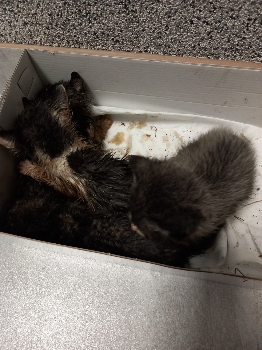Kocięta wyrzucone do kosza na śmieci
