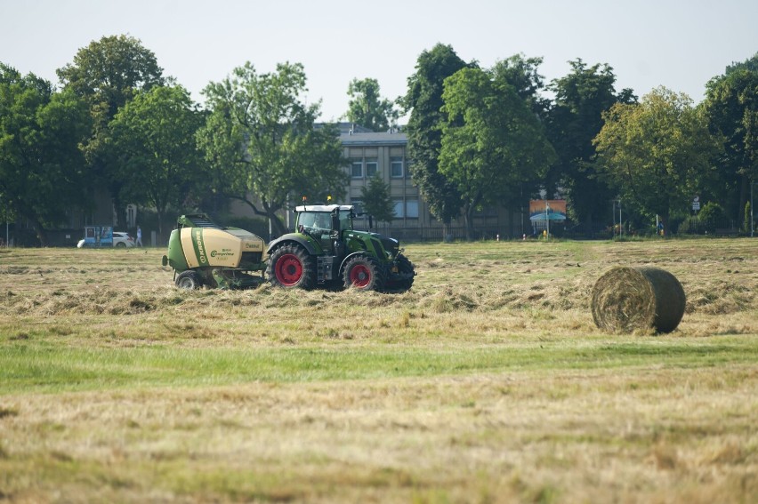 Kraków. Na Błoniach będą sianokosy. To z powodu upałów