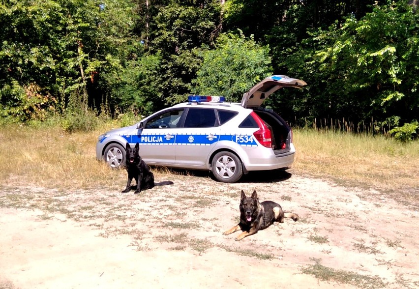 Szkolenie psów policyjnych w Piotrkowie